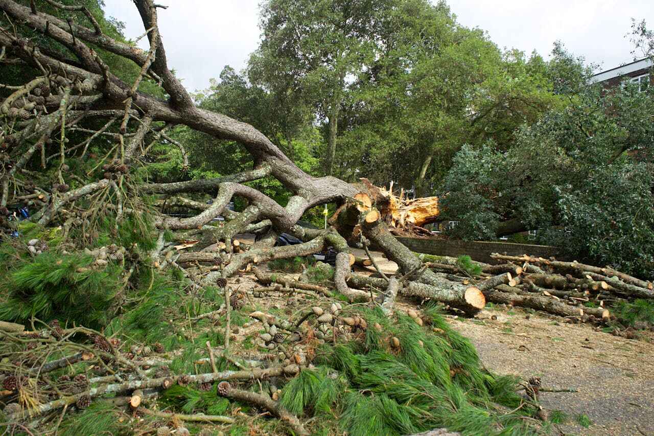 Residential Tree Removal